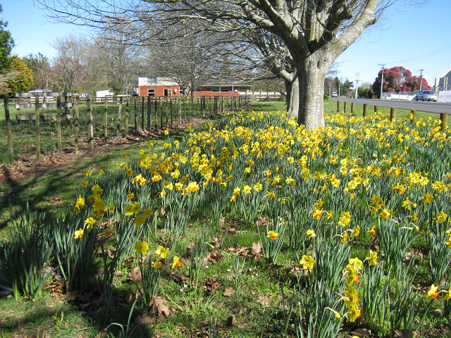 Daffodils - Cambridge Tree Trust